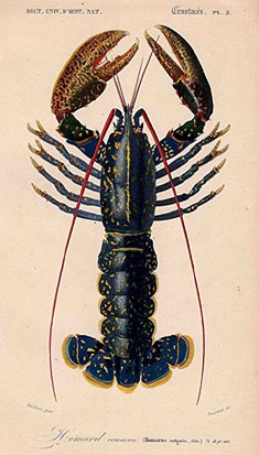 Hungry History: Lobsters